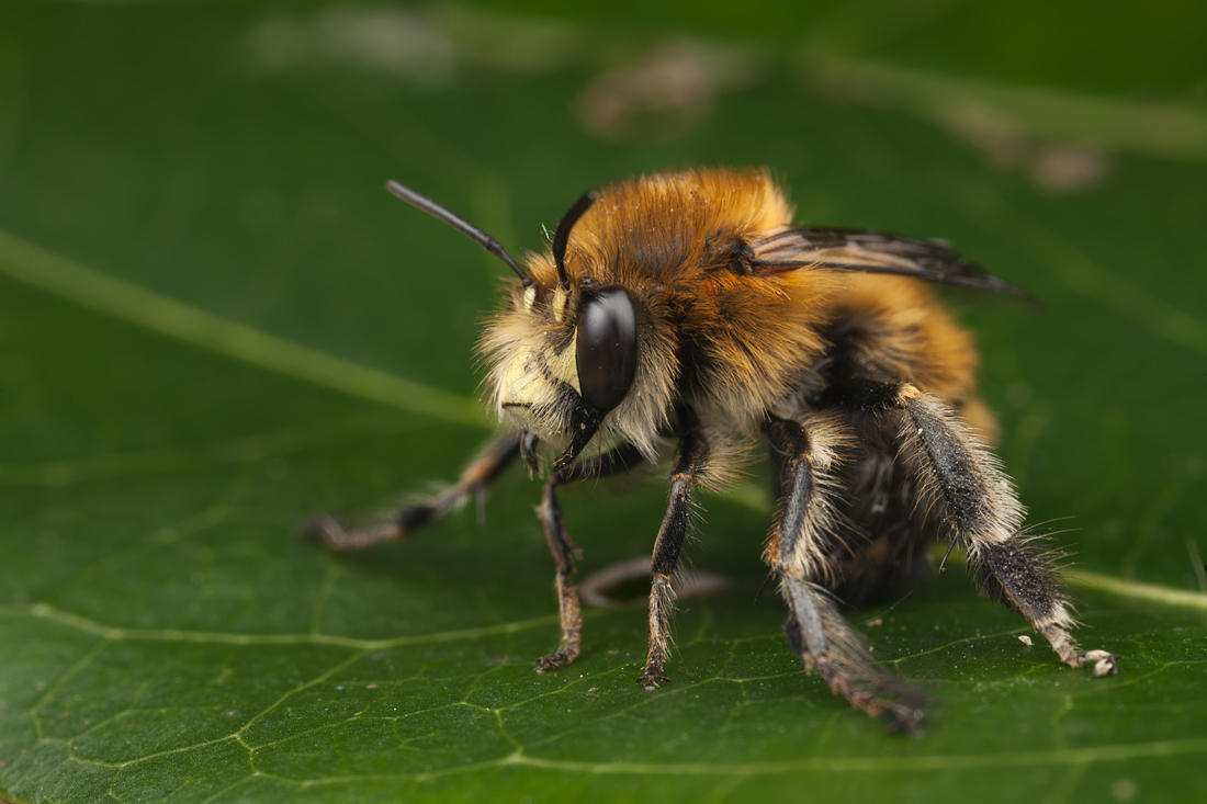 Hairy Footed Flower Bee 3